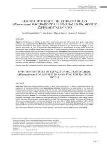 Hypotensive effect of extract of macerated garlic (Allium sativum) for