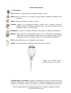 Papaveraceae