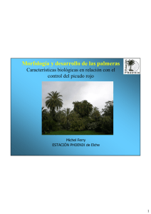 Morfología y desarrollo de las palmeras