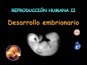 Desarrollo embrionario - ies "poeta claudio rodríguez"