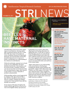 Beetles have maternal instincts - Smithsonian Tropical Research