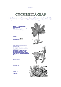 Botánica La familia de las cucurbitáceas comprende unas 700