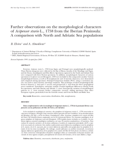 Further observations on the morphological characters of Acipenser