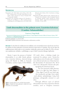 Limb abnormalities in the palmate newt, Lissotriton helveticus