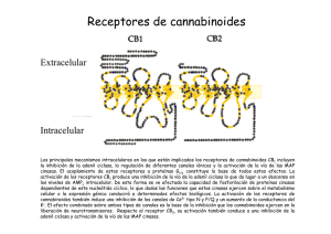 Receptores de cannabinoides