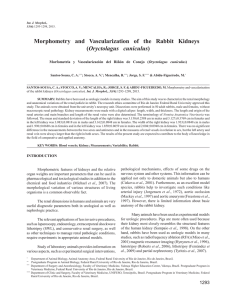 Morphometry and Vascularization of the Rabbit Kidneys