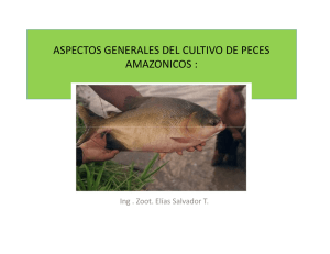 PECES AMAZONICOS I-2012-I [Modo de compatibilidad]
