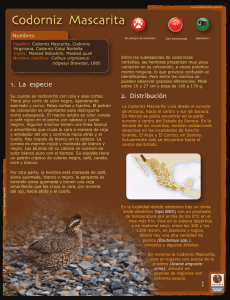 Codorniz mascarita.indd - Biodiversidad Mexicana