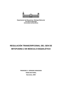 REGULACIÓN TRANSCRIPCIONAL DEL GEN DE MITOFUSINA 2