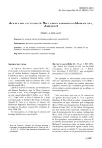 D. A. Giuliano - Lectotipo de Baccharis caprariifolia