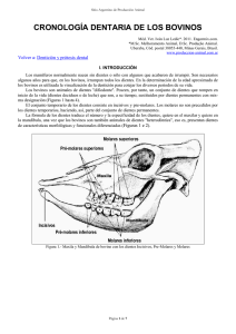 cronología dentaria de los bovinos