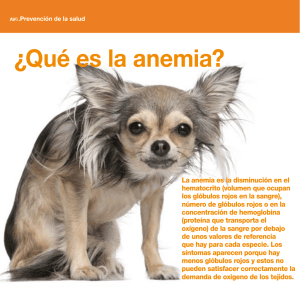 Qué Es la anemia? - Axonveterinaria.net