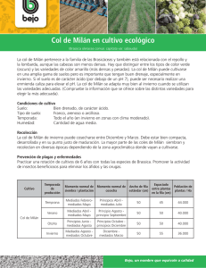 Col de Milán en cultivo ecológico