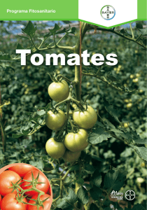 Programa Fitosanitario en Tomates