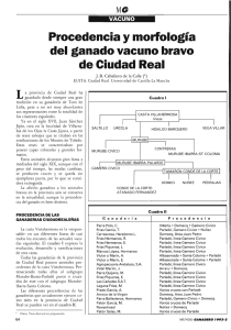 Procedencia y morfología del ganado vacuno bravo de Ciudad Real
