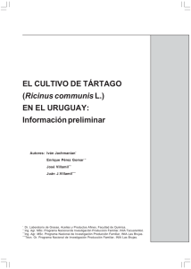 Bd 98. El cultivo de tártago (Ricinus communis L.) en el Uruguay