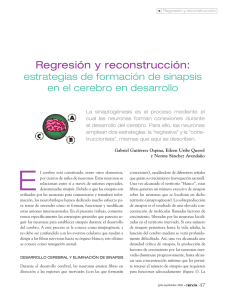 Regresión y reconstrucción: estrategias de formación de sinapsis en