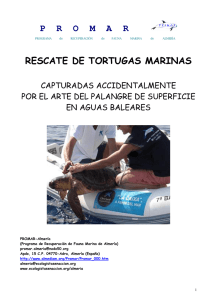 Rescate de tortugas marinas. Capturadas