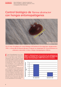 Control biológico de Varroa destructor con hongos
