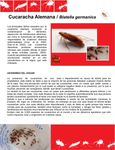 Cucaracha Alemana / Blatella germanica