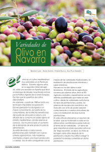 Olivo en Navarra