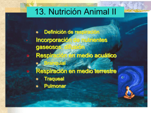 11. Nutrición animal II