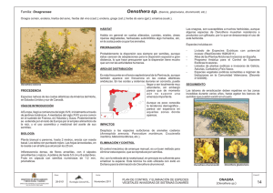 Oenothera sp. - Ministerio de Agricultura, Alimentación y Medio