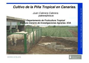Cultivo de la Piña Tropical en Canarias