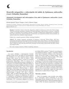 Desarrollo ontogenético y redescripción del adulto de Epidamaeus