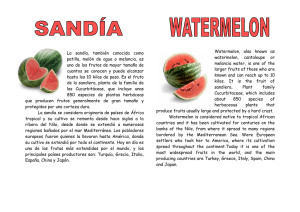 La sandía, también conocida como patilla, melón de agua o