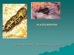 PLATELMINTOS ( Gr. Platy “plano”, helmintos “gusano”
