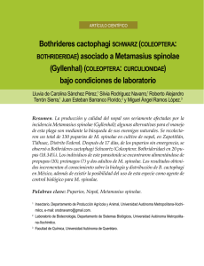 Bothrideres cactophagi SCHWARZ (COLEOPTERA