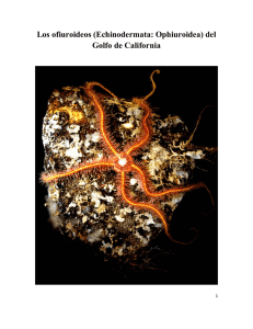 Los ofiuroideos (Echinodermata: Ophiuroidea) del Golfo de California