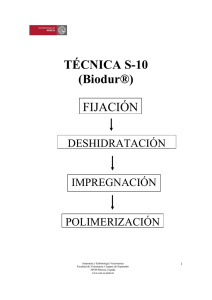 TÉCNICA S-10 (Biodur®) FIJACIÓN