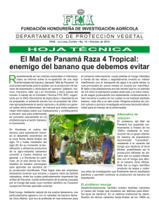 El Mal de Panamá Raza 4 Tropical: enemigo del banano que