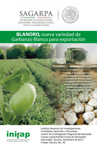 BLANORO, nueva variedad de Garbanzo Blanco para exportación