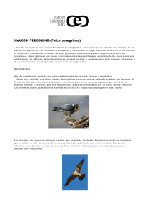 HALCON PEREGRINO (Falco peregrinus)