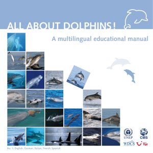 All About dolphinS !