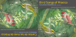 Bird Songs of Mexico