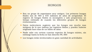 HONGOS