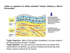 Matriz Extracelular y Uniones Celulares 2011 - U