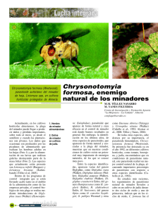 revista Chrysonotomyia formosa, enemigo natural de los minadores