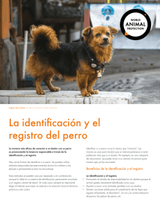 La identificación y el registro del perro