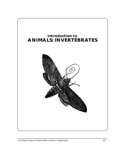 animals: invertebrates - New Mexico Museum of Natural History