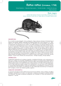 Rattus rattus. Rata negra - Ministerio de Agricultura, Alimentación y