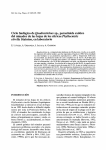 Ciclo biológico de Quadrastichus sp., parasitoide exótico del