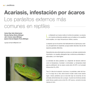 Acariasis, infestación por ácaros Los parásitos externos más