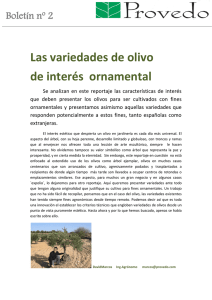 Las variedades de olivo de interés ornamental