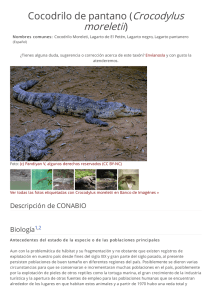 Cocodrilo de pantano (Crocodylus moreletii)