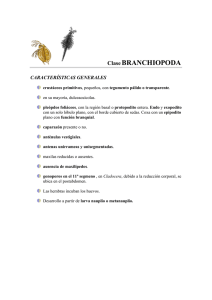Clase BRANCHIOPODA
